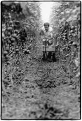 Bittere Ernte – Die moderne Sklaverei in der industriellen Landwirtschaft Europas«